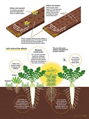Japanese Style Companion Planting - Toshio Kijima [KSIĄŻKA]