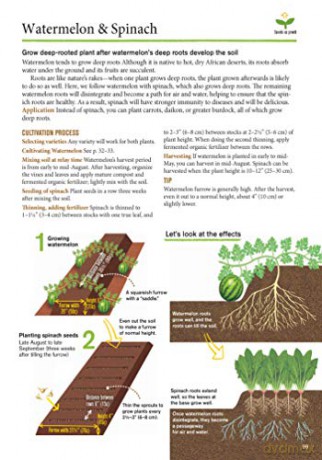 Japanese Style Companion Planting - Toshio Kijima [KSIĄŻKA]