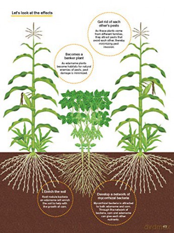 Japanese Style Companion Planting - Toshio Kijima [KSIĄŻKA]