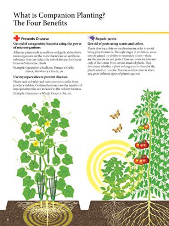 Japanese Style Companion Planting - Toshio Kijima [KSIĄŻKA]