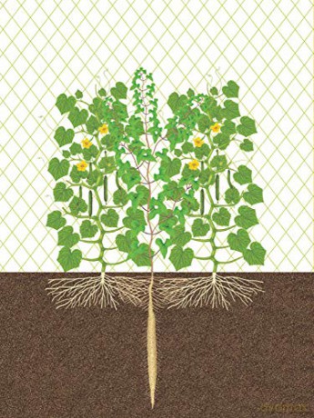 Japanese Style Companion Planting - Toshio Kijima [KSIĄŻKA]