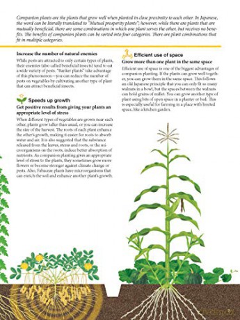 Japanese Style Companion Planting - Toshio Kijima [KSIĄŻKA]