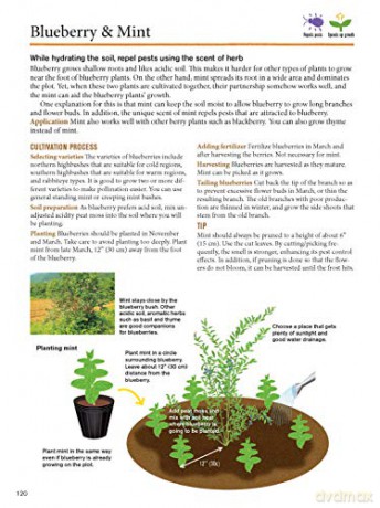 Japanese Style Companion Planting - Toshio Kijima [KSIĄŻKA]