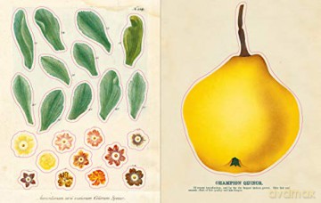 John Derian Sticker Book - John Derian [KSIĄŻKA]