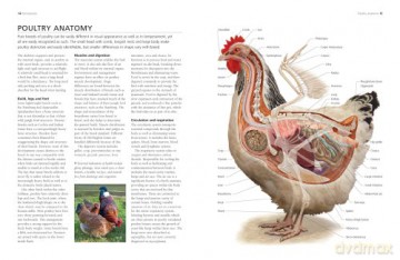 Keeping Chickens A Complete Practical Gu - Fred Hams [KSIĄŻKA]