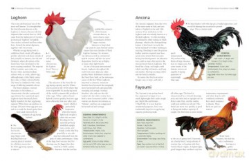 Keeping Chickens A Complete Practical Gu - Fred Hams [KSIĄŻKA]