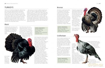 Keeping Chickens A Complete Practical Gu - Fred Hams [KSIĄŻKA]