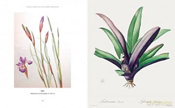 Kew Gardens Botanical Artist - Francoise Balsan [KSIĄŻKA]