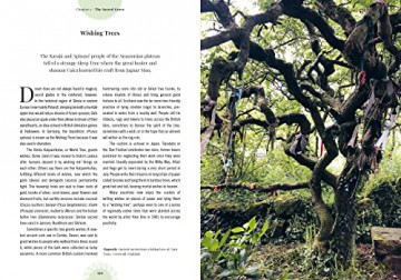 Kew Witchs Trees - Sandra Lawrence [KSIĄŻKA]