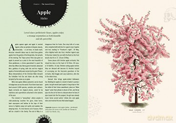 Kew Witchs Trees - Sandra Lawrence [KSIĄŻKA]
