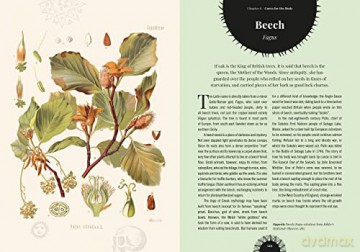 Kew Witchs Trees - Sandra Lawrence [KSIĄŻKA]