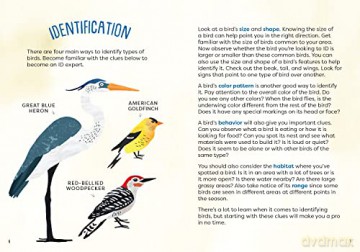 Kids Guide To Backyard Birds - Eliza Berkowitz [KSIĄŻKA]