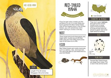 Kids Guide To Backyard Birds - Eliza Berkowitz [KSIĄŻKA]