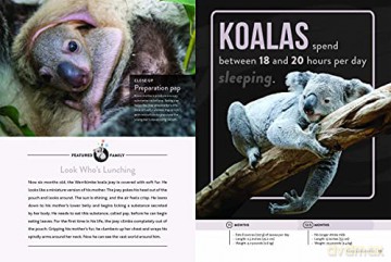Koala - Melissa Gah [KSIĄŻKA]