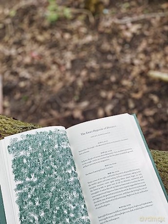 Language Of Trees - Katie Holten [KSIĄŻKA]