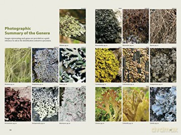 Lichens - R Troy Mcmullin [KSIĄŻKA]