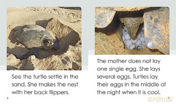 Life Cycle Of A Turtle - Susan Frame [KSIĄŻKA]