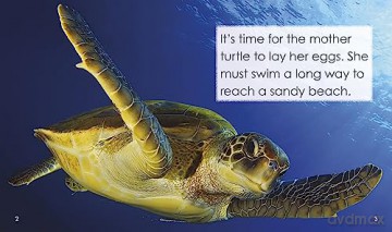 Life Cycle Of A Turtle - Susan Frame [KSIĄŻKA]