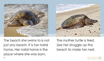 Life Cycle Of A Turtle - Susan Frame [KSIĄŻKA]