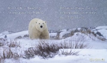 Life In The Ice - Samanth Montgomerie [KSIĄŻKA]