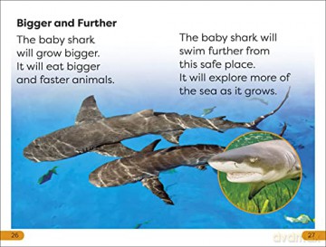 Life Of A Baby Lemon Shark Level 1 [KSIĄŻKA]