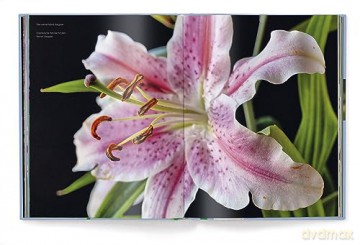 Lilies - Till H Gele [KSIĄŻKA]