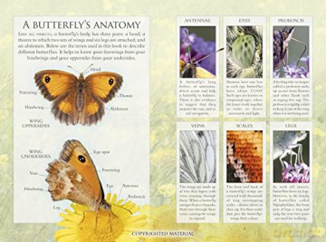 Little Book Of Butterflies - Andrea Pinnington [KSIĄŻKA]