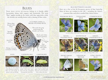 Little Book Of Butterflies - Andrea Pinnington [KSIĄŻKA]