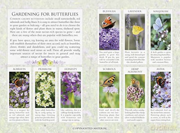 Little Book Of Butterflies - Andrea Pinnington [KSIĄŻKA]