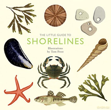 Little Guide To Shorelines - Alison Davies [KSIĄŻKA]