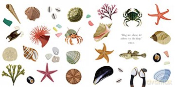 Little Guide To Shorelines - Alison Davies [KSIĄŻKA]