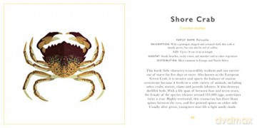 Little Guide To Shorelines - Alison Davies [KSIĄŻKA]