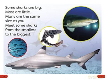 Little Sharks Big Sharks Pre Level [KSIĄŻKA]