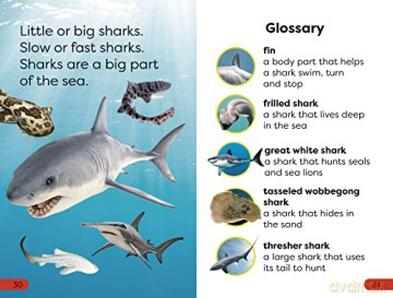 Little Sharks Big Sharks Pre Level [KSIĄŻKA]