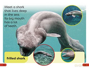 Little Sharks Big Sharks Pre Level [KSIĄŻKA]