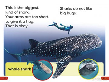 Little Sharks Big Sharks Pre Level [KSIĄŻKA]