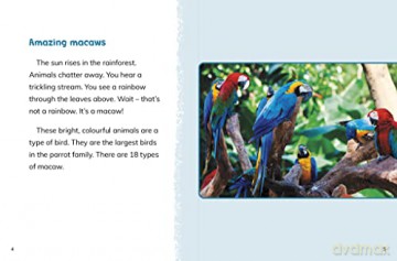 Macaws - Jaclyn Jaycox [KSIĄŻKA]