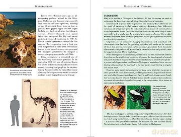 Madagascar Wildlife - Nick Garbutt [KSIĄŻKA]