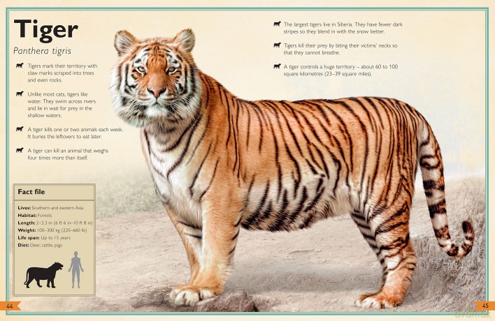 Magnificent Book Of Animals - Tom Jackson [KSIĄŻKA]