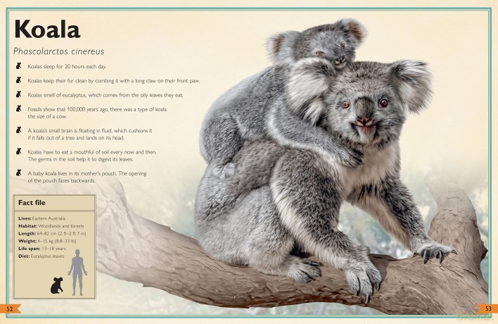 Magnificent Book Of Animals - Tom Jackson [KSIĄŻKA]