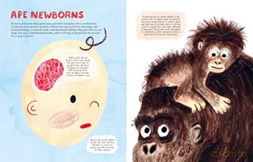 Mama Mammals Reproduction/Birth Humans - Cathy Evans [KSIĄŻKA]