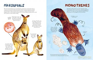Mama Mammals Reproduction/Birth Humans - Cathy Evans [KSIĄŻKA]