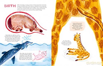Mama Mammals Reproduction/Birth Humans - Cathy Evans [KSIĄŻKA]