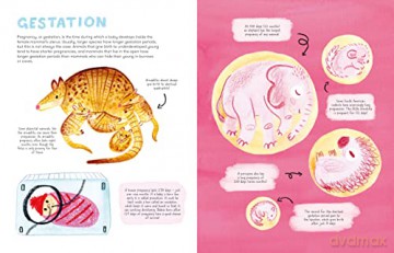 Mama Mammals Reproduction/Birth Humans - Cathy Evans [KSIĄŻKA]