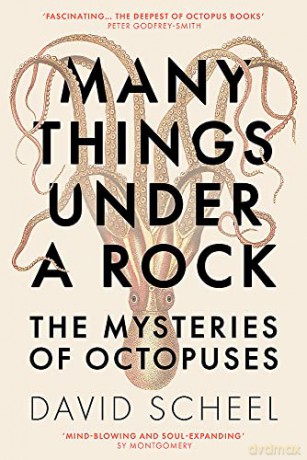 Many Things Under A Rock - David Scheel [KSIĄŻKA]
