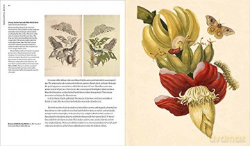 Maria Sibylla Merian :Artist Scentist Ad - Sarah Pomeroy [KSIĄŻKA]