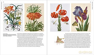 Maria Sibylla Merian :Artist Scentist Ad - Sarah Pomeroy [KSIĄŻKA]