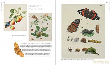 Maria Sibylla Merian :Artist Scentist Ad - Sarah Pomeroy [KSIĄŻKA]