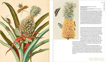 Maria Sibylla Merian :Artist Scentist Ad - Sarah Pomeroy [KSIĄŻKA]