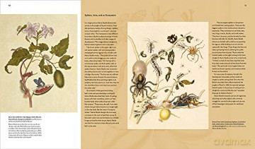 Maria Sibylla Merian :Artist Scentist Ad - Sarah Pomeroy [KSIĄŻKA]